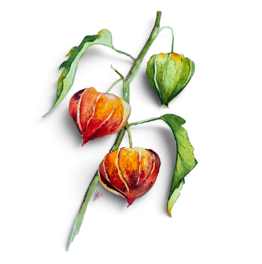 Bild zur Veranstaltung: 13.11. Aquarell-Workshop 