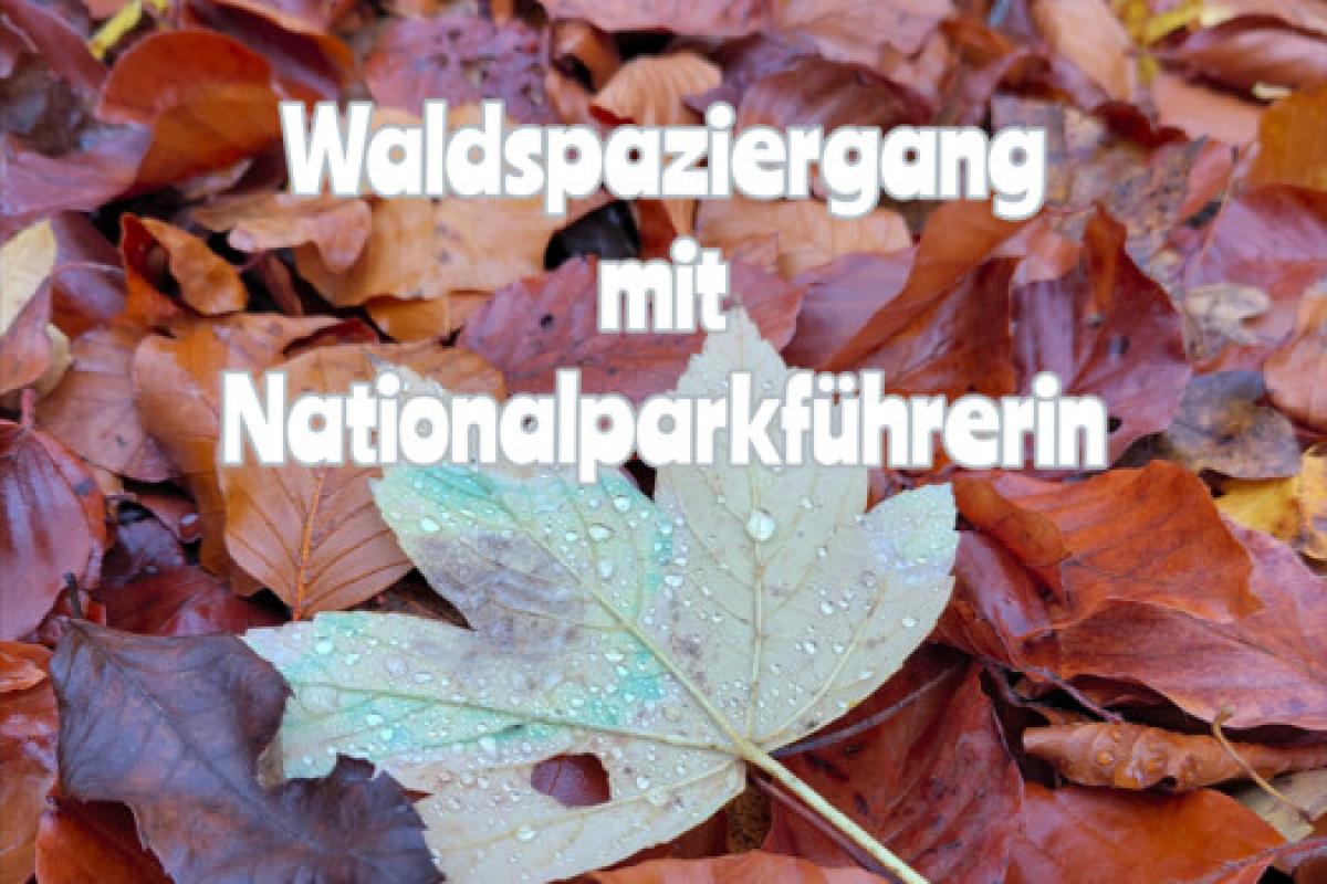 Bild zur Veranstaltung: Wintervorbereitungen im Wald - geführter Naturspaziergang